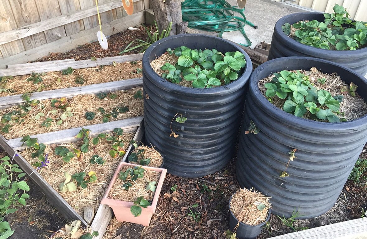 Recycled Strawberry Patch